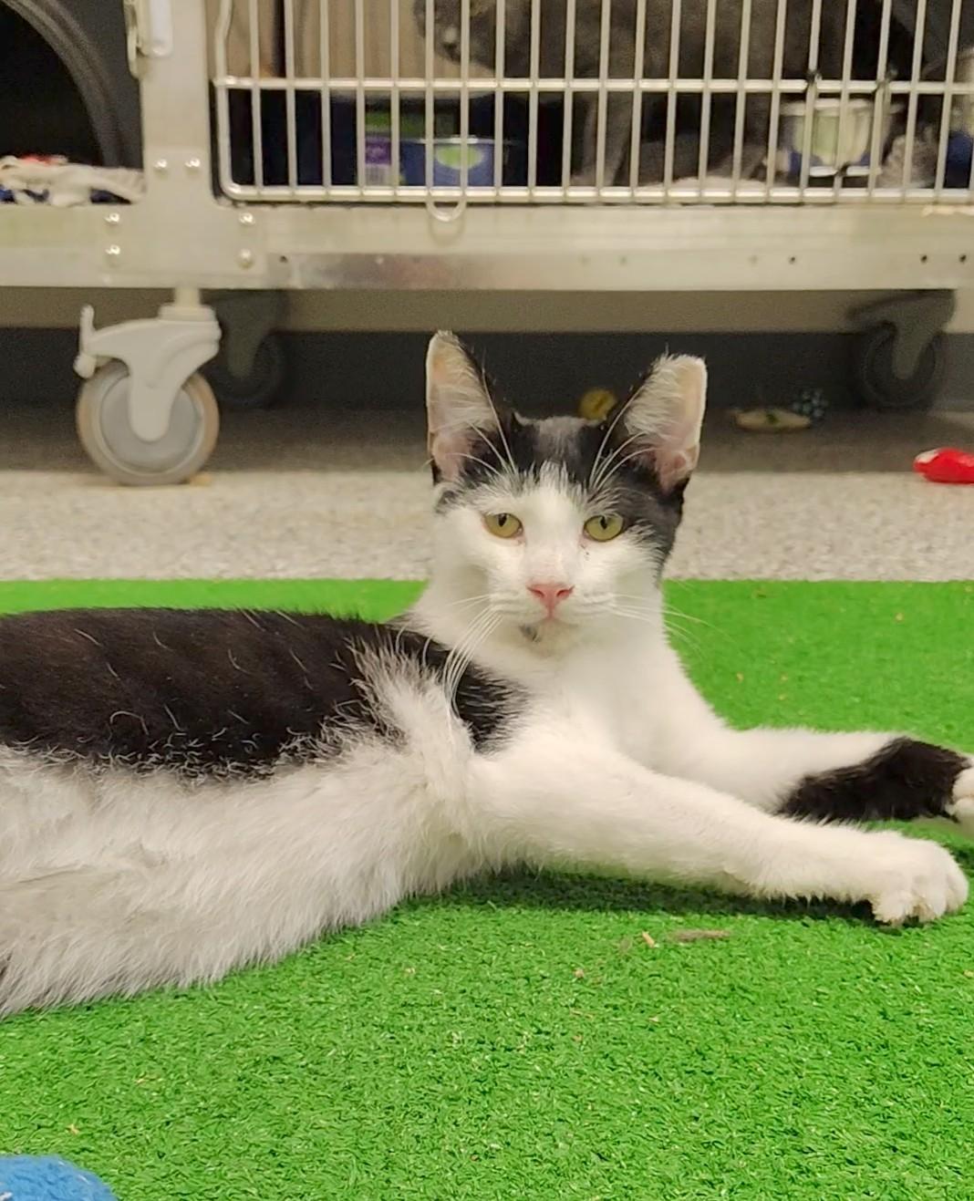 Schnapps, a Adoptable Domestic Short Hair in Richmond, MO image 1/2