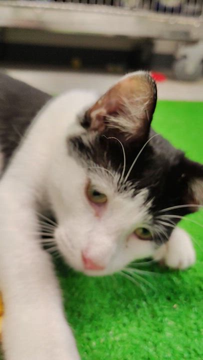 Enlarge Schnapps, a Adoptable Domestic Short Hair in Richmond, MO video 2/2