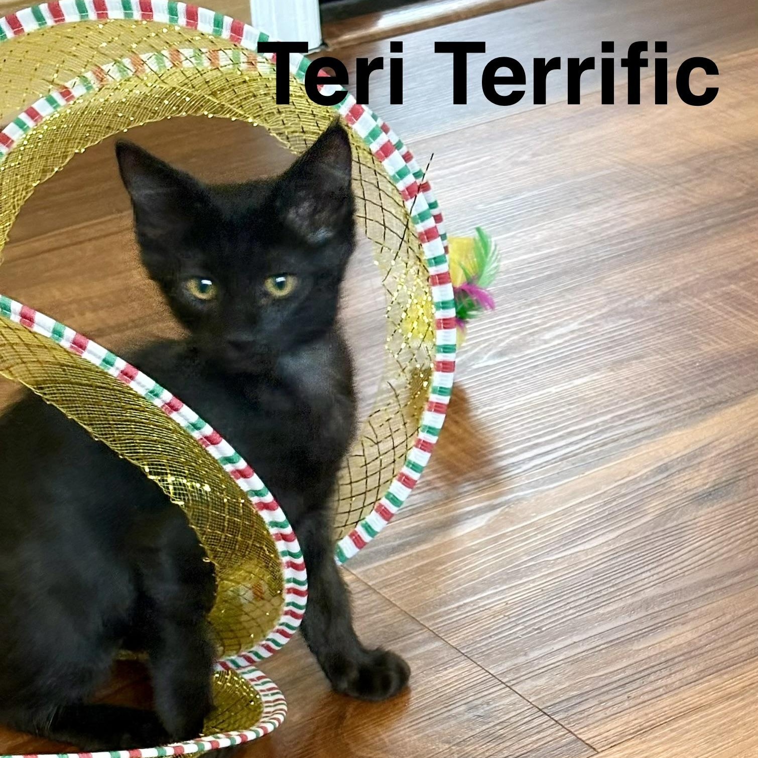 Teri Terrific, adopted, Kitten Female Domestic Short Hair.