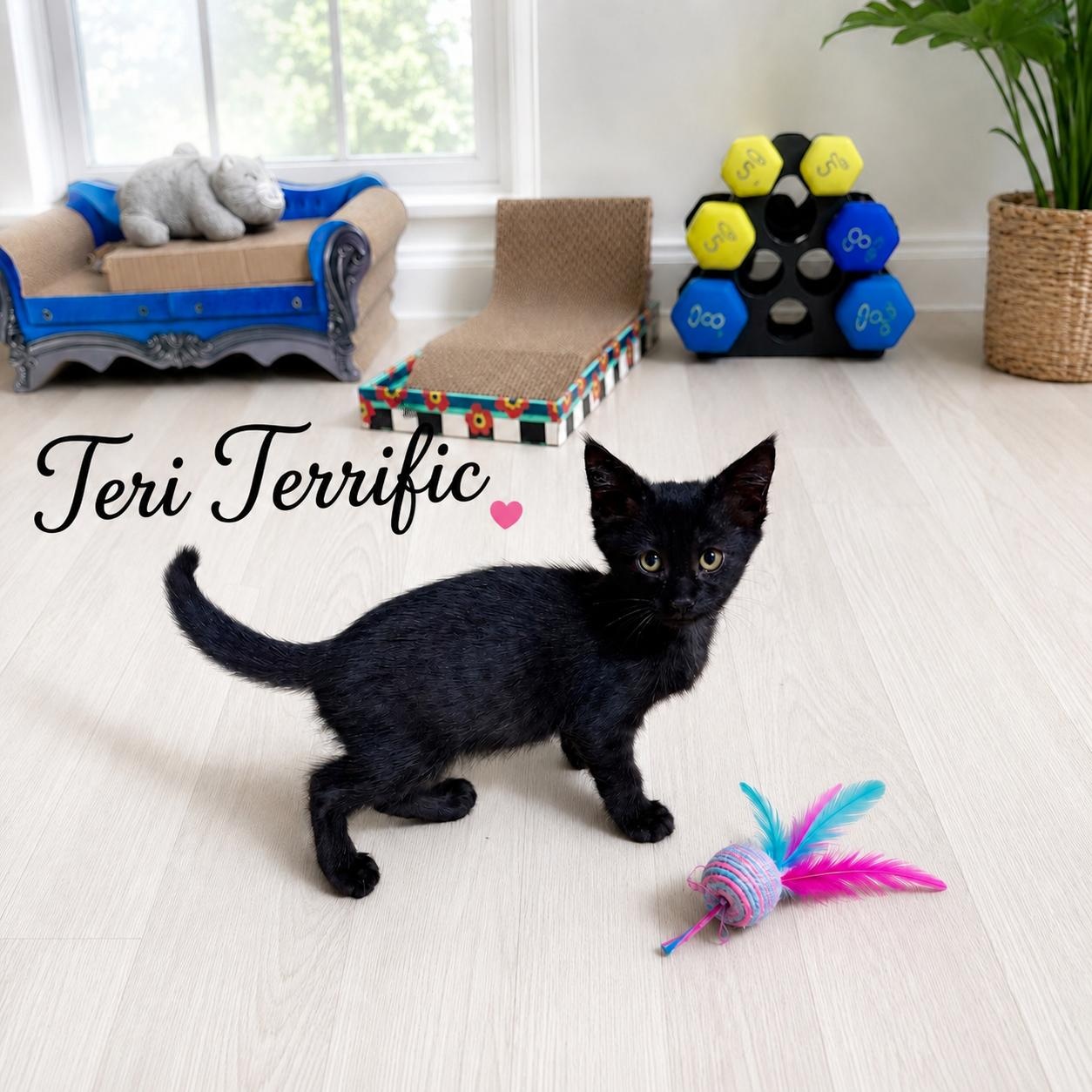 Teri Terrific, an adopted Domestic Short Hair in Queen Creek, AZ image 3/3