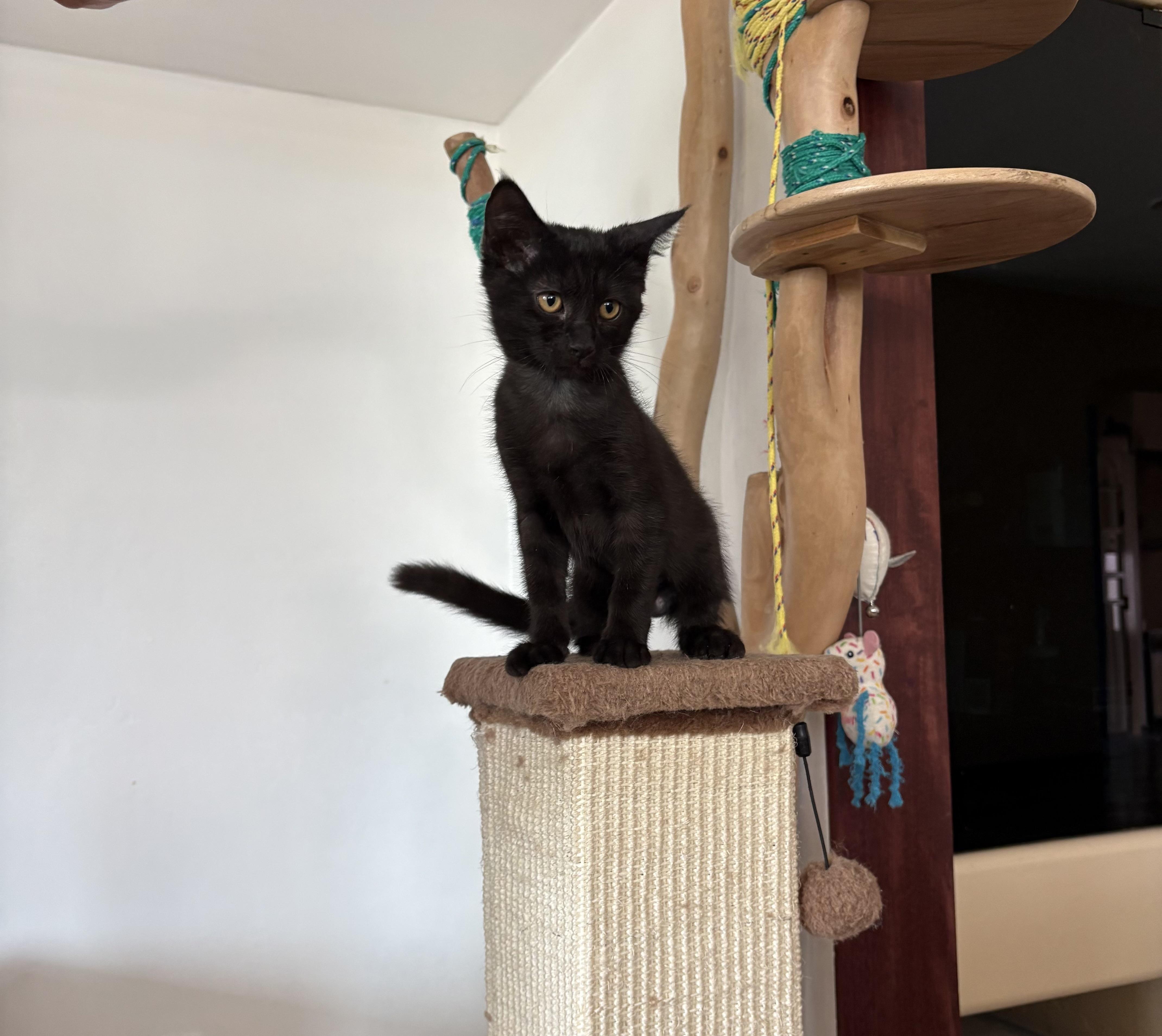 Teri Terrific, an adopted Domestic Short Hair in Queen Creek, AZ image 2/3