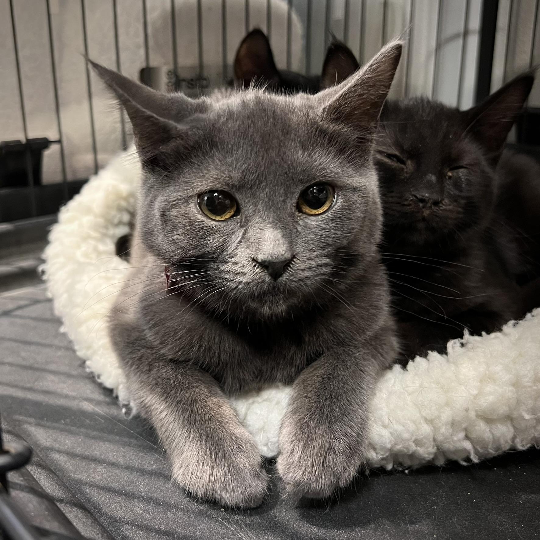 Penrose, ADOPTABLE, Kitten Female Russian Blue & Domestic Short Hair.