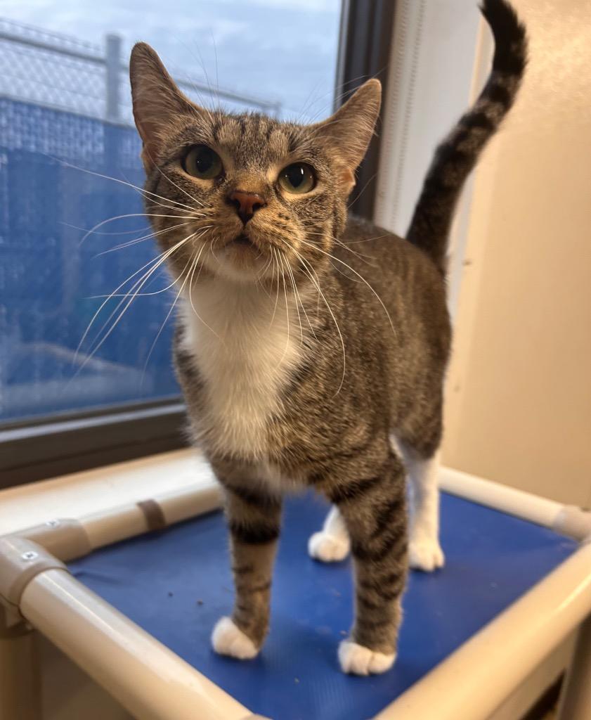 Candy Apple, Adoptable, Young Female Domestic Short Hair.