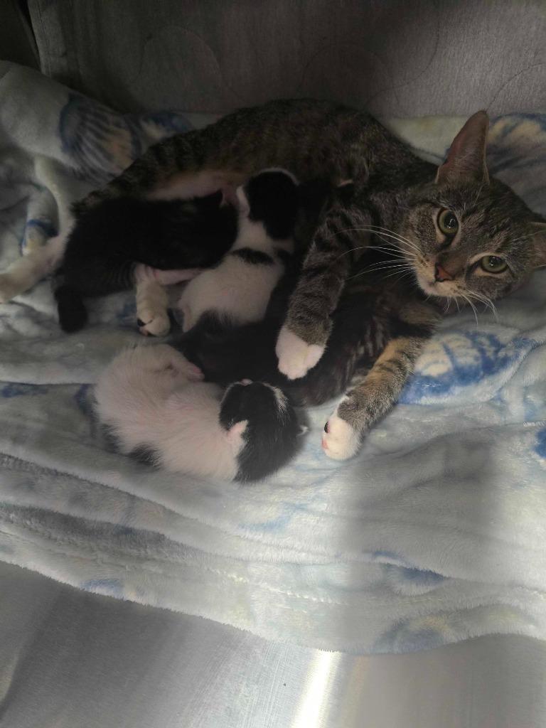 Candy Apple, Adoptable, Young Female Domestic Short Hair.