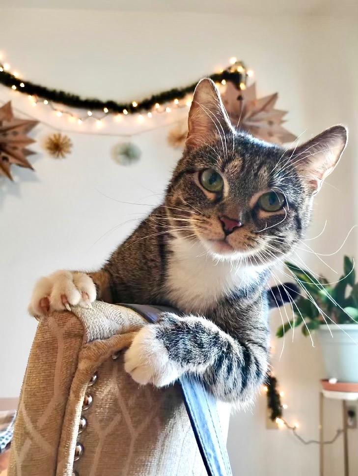 Enlarge Candy Apple, a Adoptable mixed breed in Minot, ND image 4/6