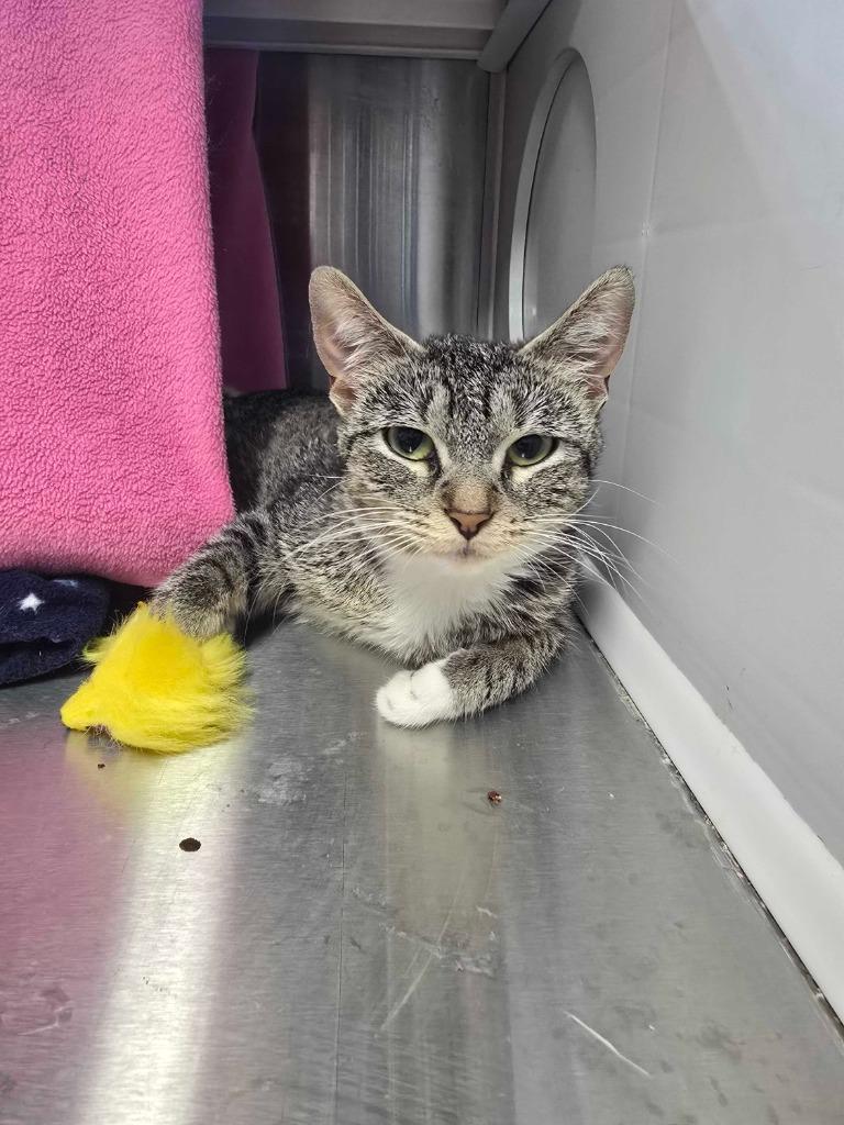 Enlarge Candy Apple, a Adoptable mixed breed in Minot, ND image 5/6