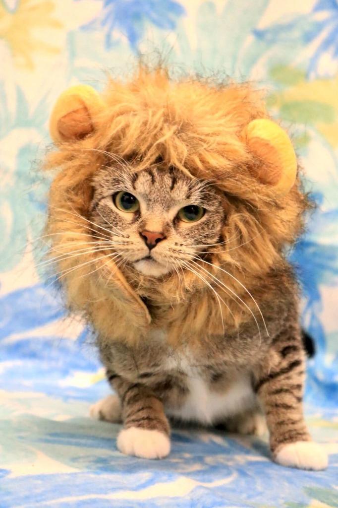 Candy Apple — thumbnail 6