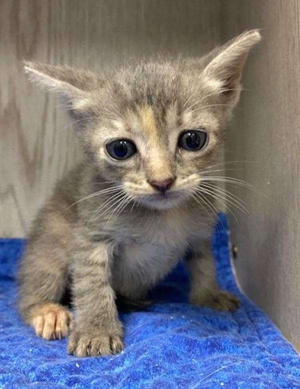Princess, Adoptable, Adult Female Domestic Short Hair.