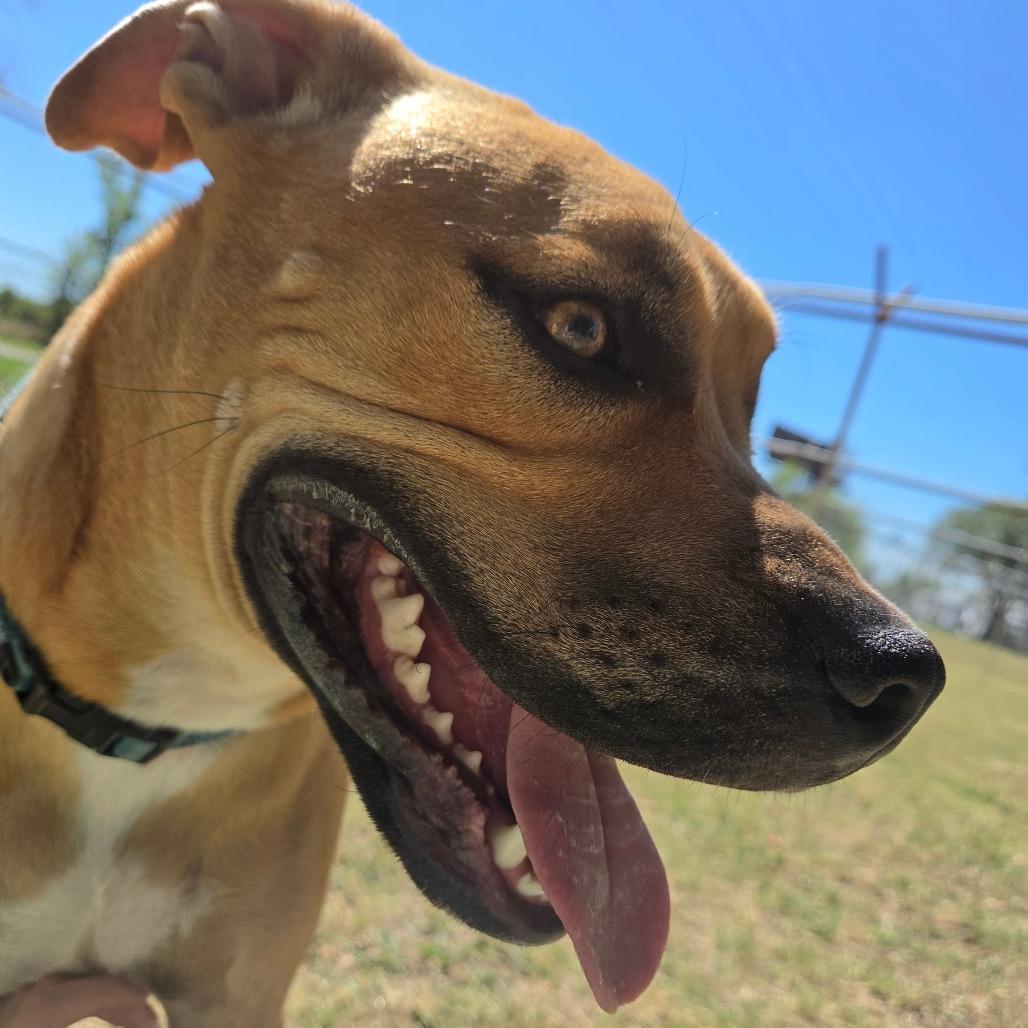 Enlarge Rugbee, a Adoptable Mixed Breed in Tulsa, OK image 1/6