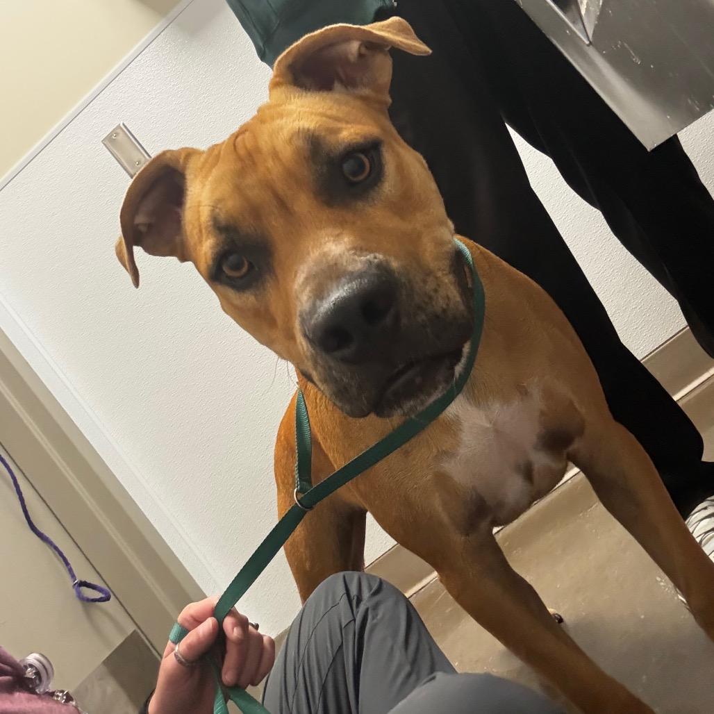 Enlarge Rugbee, a Adoptable Mixed Breed in Tulsa, OK image 2/6
