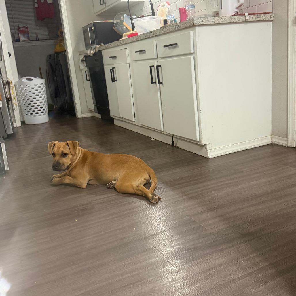 Enlarge Rugbee, a Adoptable Mixed Breed in Tulsa, OK image 3/6
