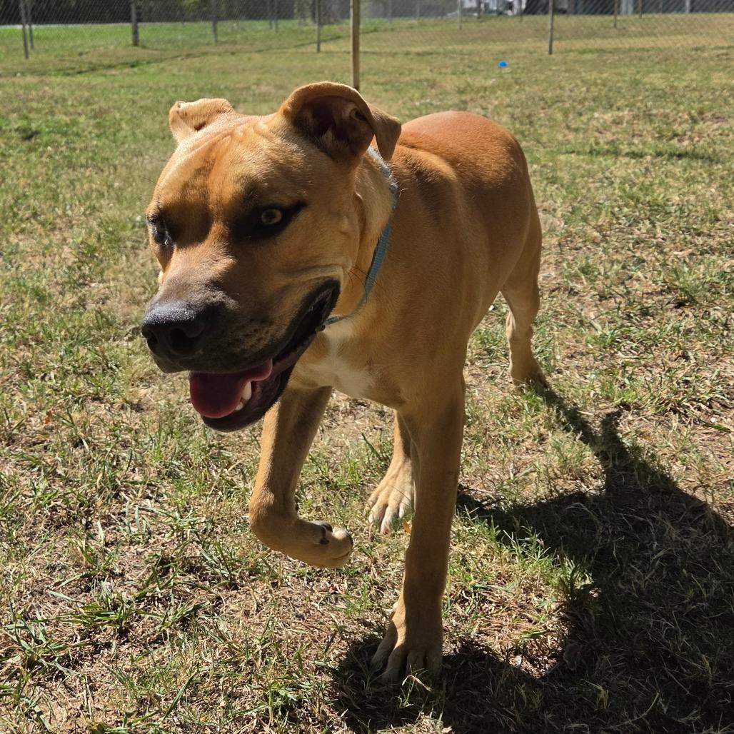 Enlarge Rugbee, a Adoptable Mixed Breed in Tulsa, OK image 4/6