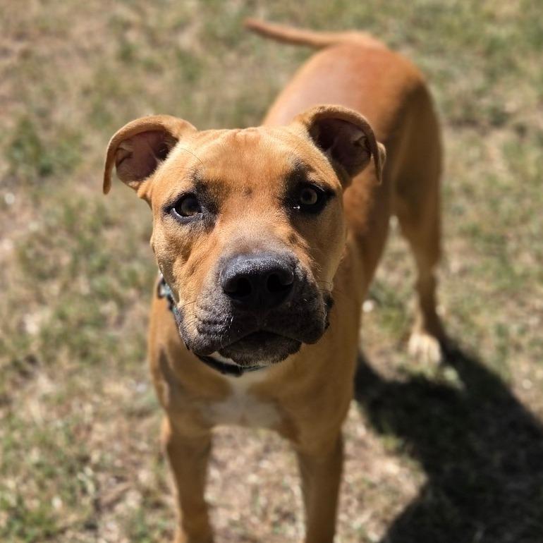 Enlarge Rugbee, a Adoptable Mixed Breed in Tulsa, OK image 5/6