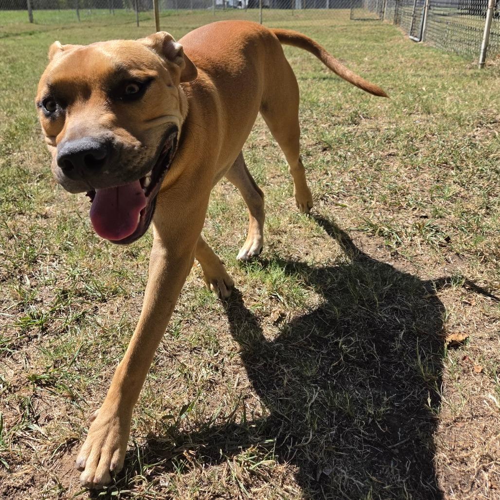Enlarge Rugbee, a Adoptable Mixed Breed in Tulsa, OK image 6/6