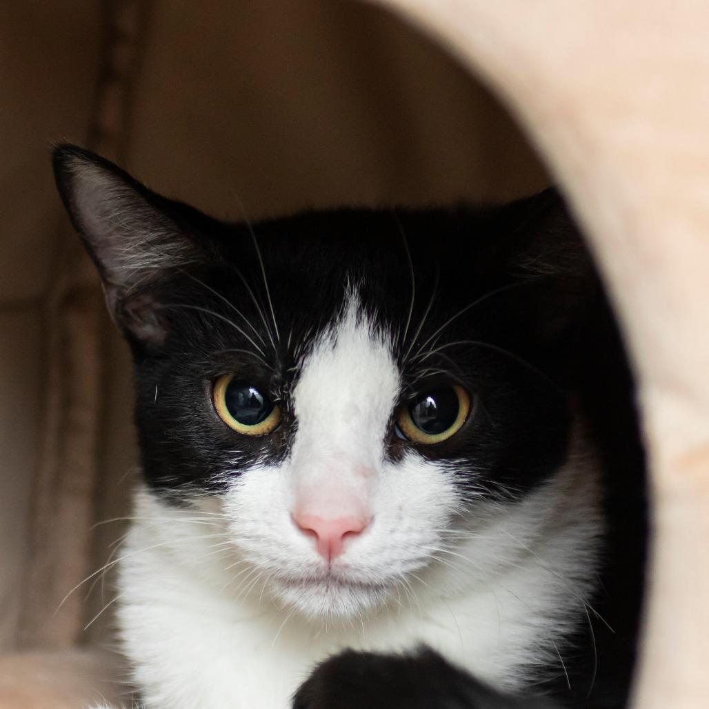 Wimbley, Adoptable, Kitten Male Domestic Short Hair.