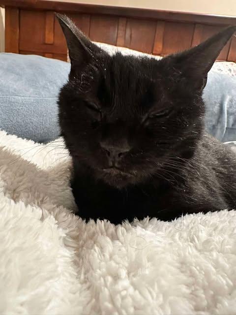 Enlarge Turtle, an adopted Domestic Short Hair in East Lansing, MI image 1/2