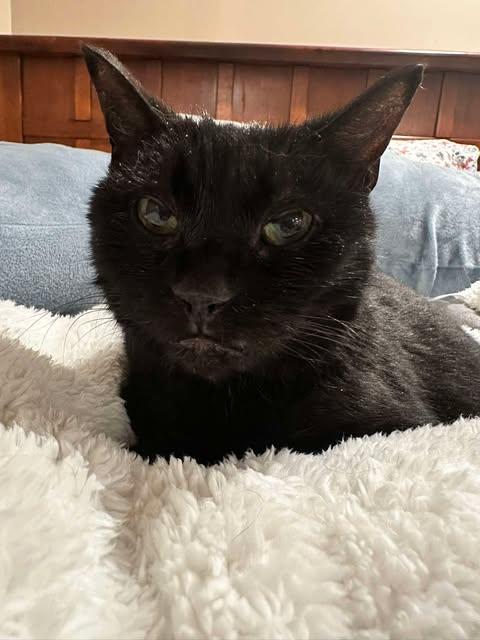 Enlarge Turtle, an adopted Domestic Short Hair in East Lansing, MI image 2/2