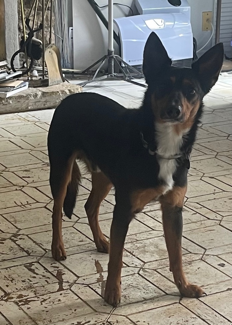 Whylie, Young Male Shepherd