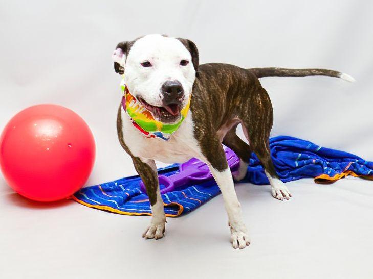 Dudley, a Adoptable mixed breed in Sanford, FL image 2/2