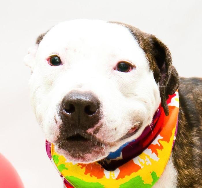 Dudley, Adoptable, Adult Male Terrier.