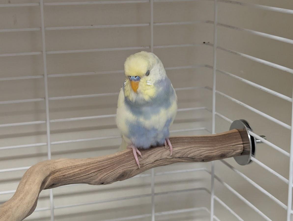 Albert and Blueberry