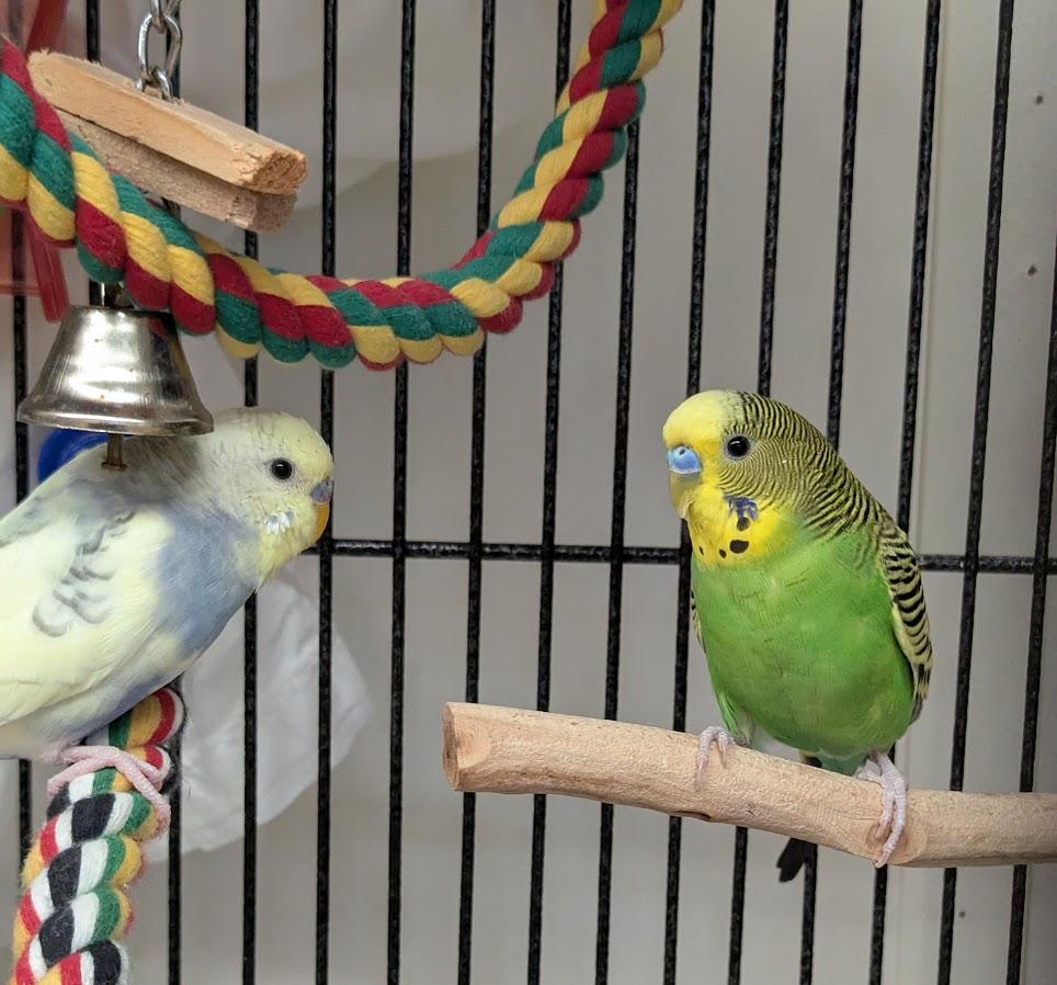 Albert and Blueberry