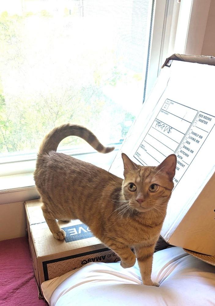 Leo (26-135 C), a Adoptable Domestic Short Hair in Lansing, MI image 1/2