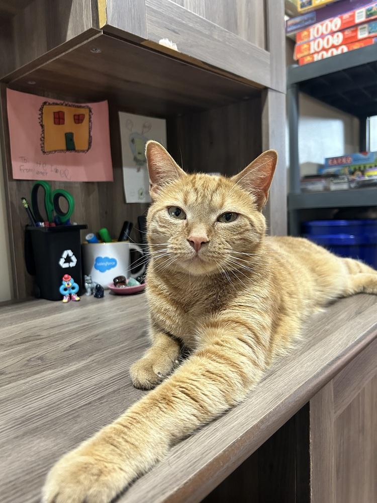 Leo (26-135 C), a Adoptable Domestic Short Hair in Lansing, MI image 2/2
