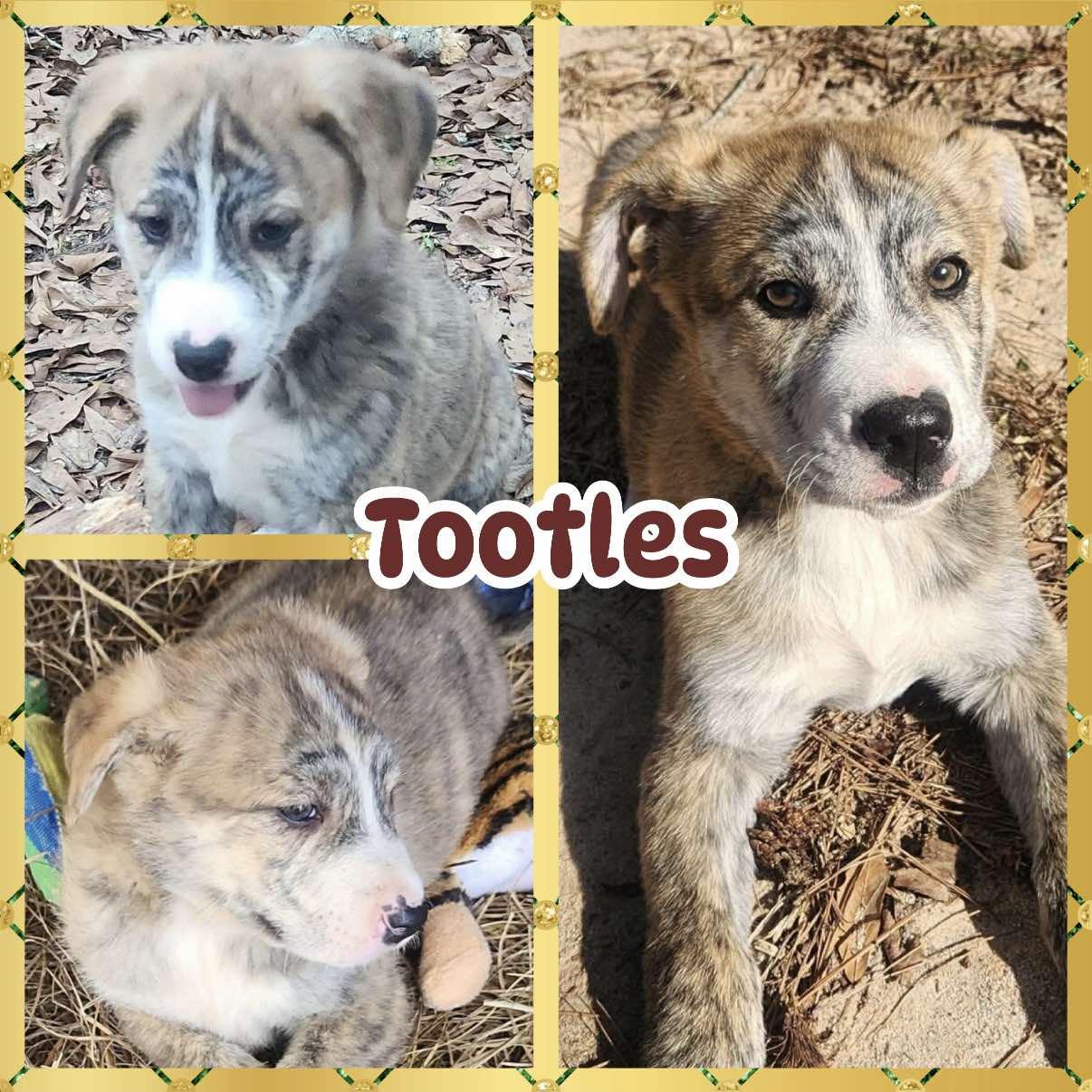 Enlarge Tootles, an adopted mixed breed in Ringwood, NJ image 1/1