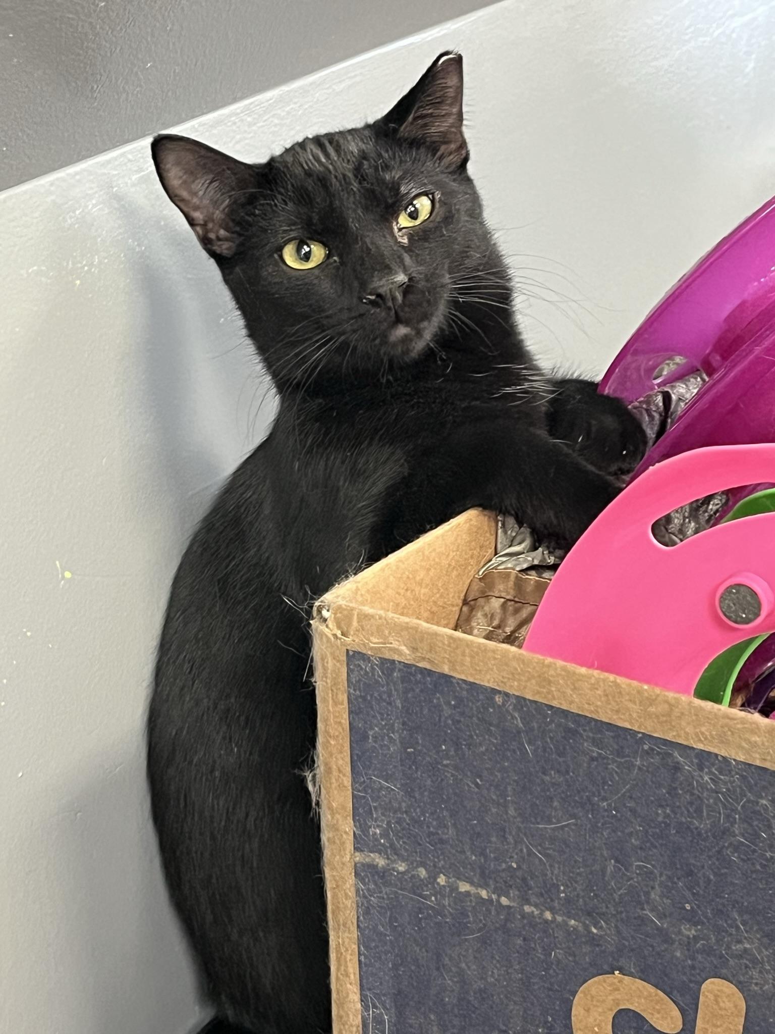 Scarecrow, a Adoptable Domestic Short Hair in Brighton, MI image 2/3