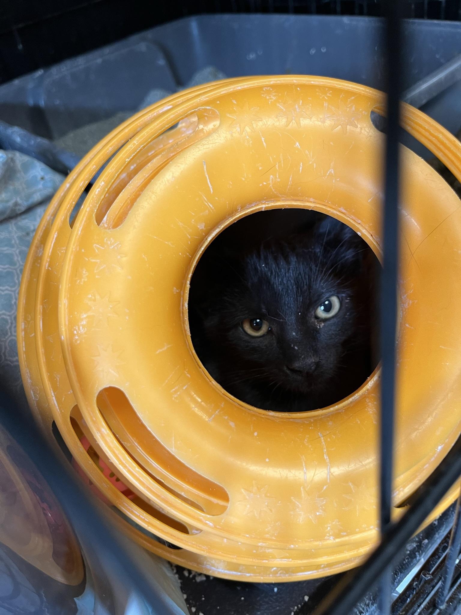 Scarecrow, a Adoptable Domestic Short Hair in Brighton, MI image 3/3