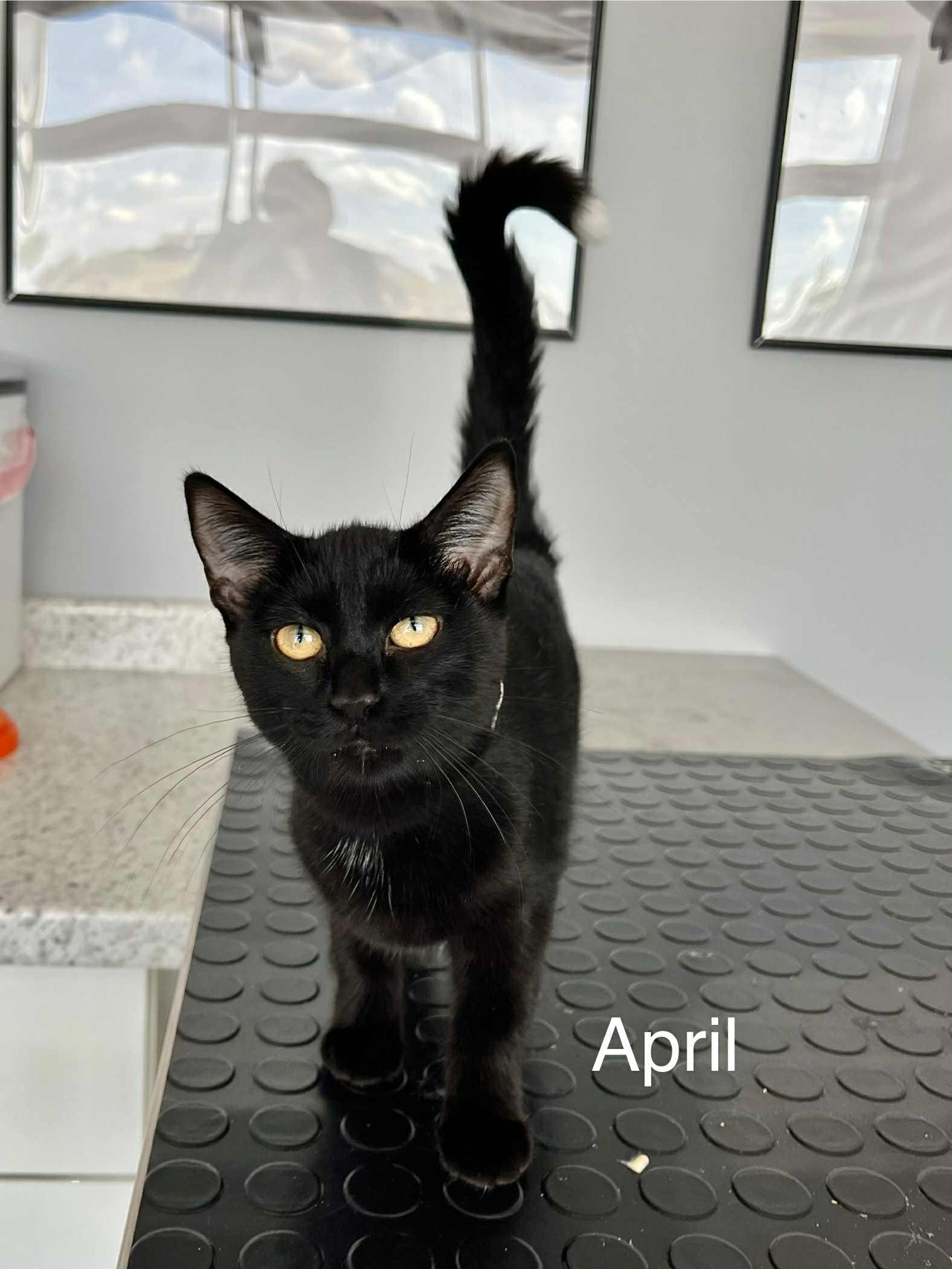 Enlarge April, a Adoptable Domestic Short Hair in Blaine, MN image 1/1
