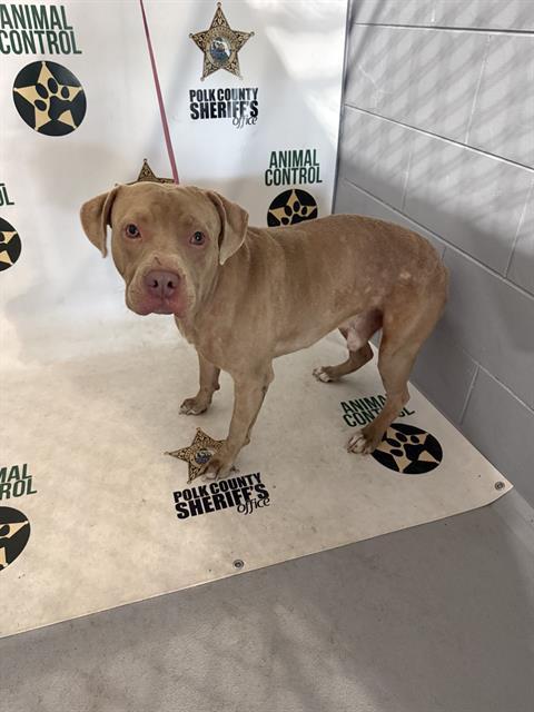 BRUNO, Adoptable, Adult Male American Bulldog & Mixed Breed.