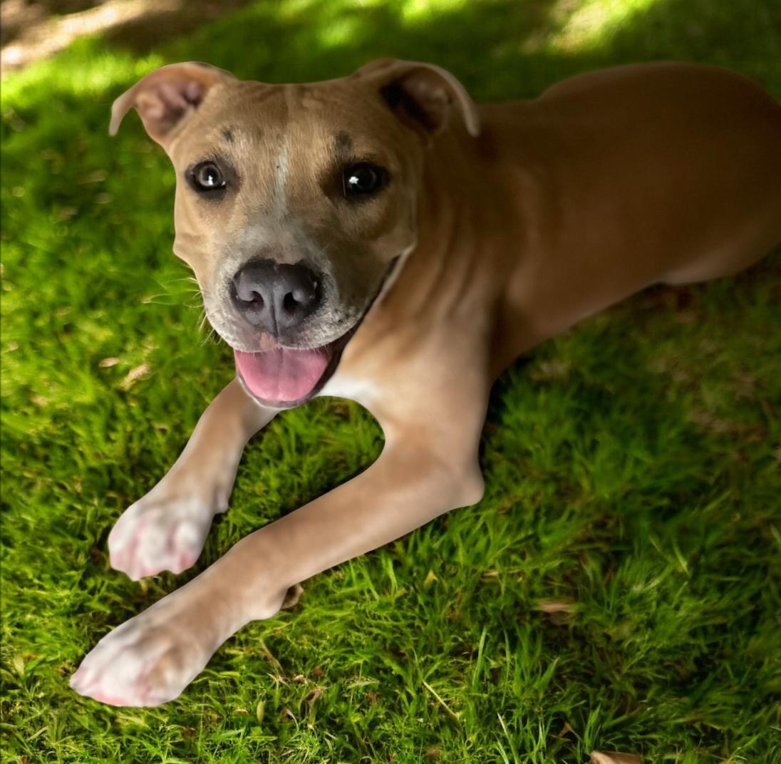 Sassy, a Adoptable mixed breed in Mobile, AL image 2/4