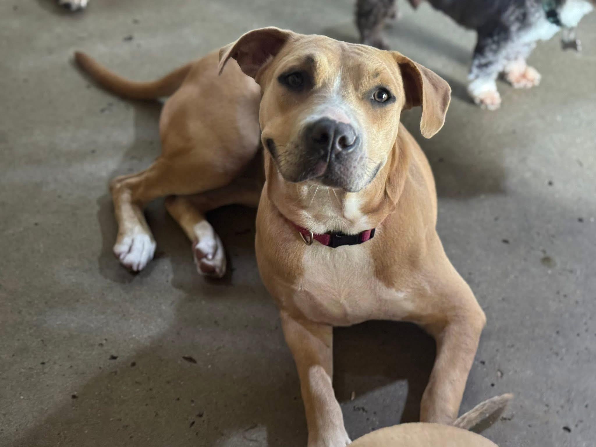 Sassy, Adoptable, Young Female Boxer & American Staffordshire Terrier.