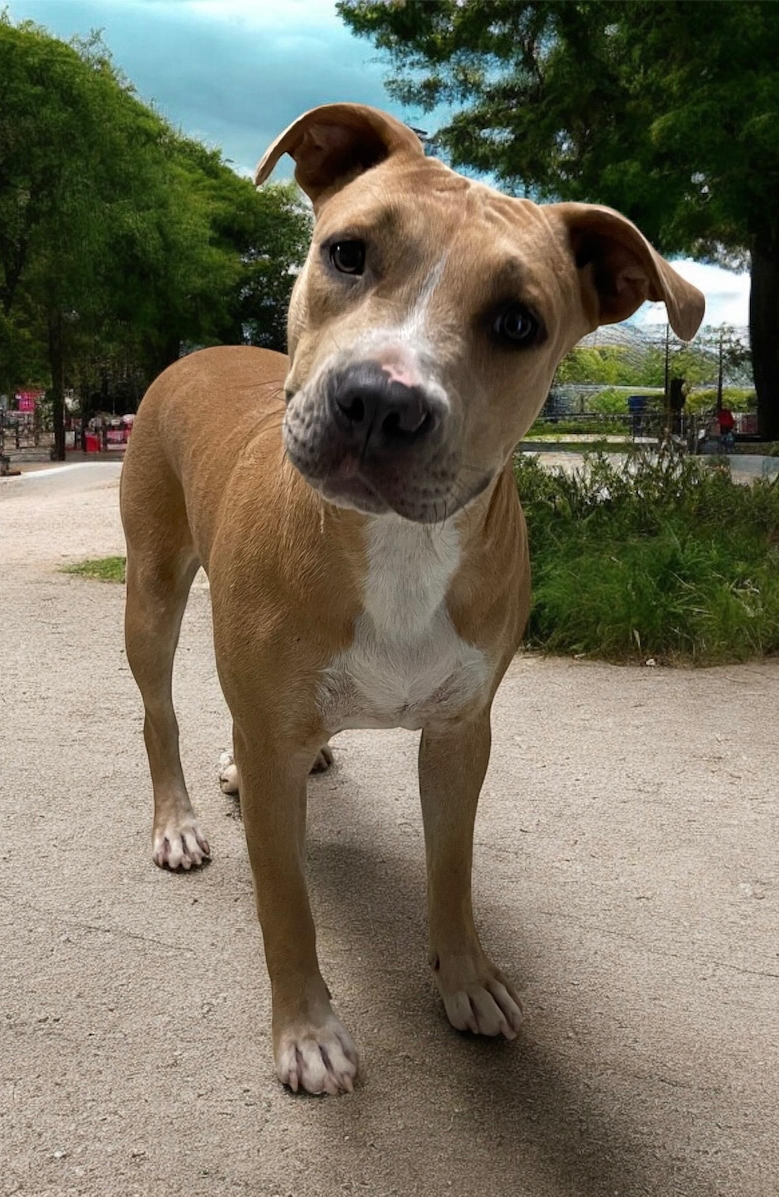 Sassy, a Adoptable mixed breed in Mobile, AL image 3/4
