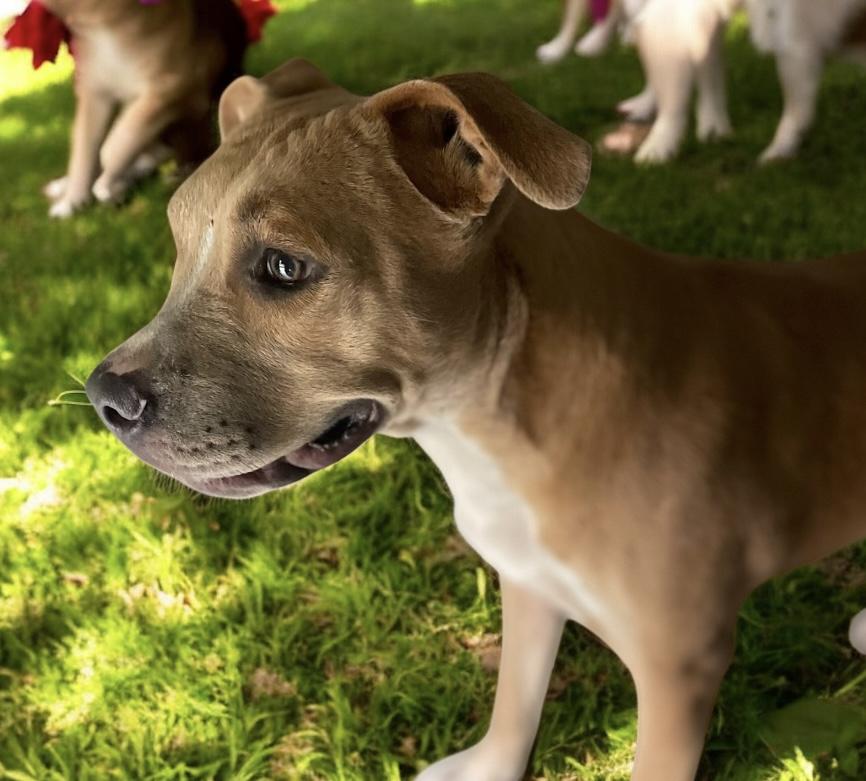 Sassy, a Adoptable mixed breed in Mobile, AL image 4/4