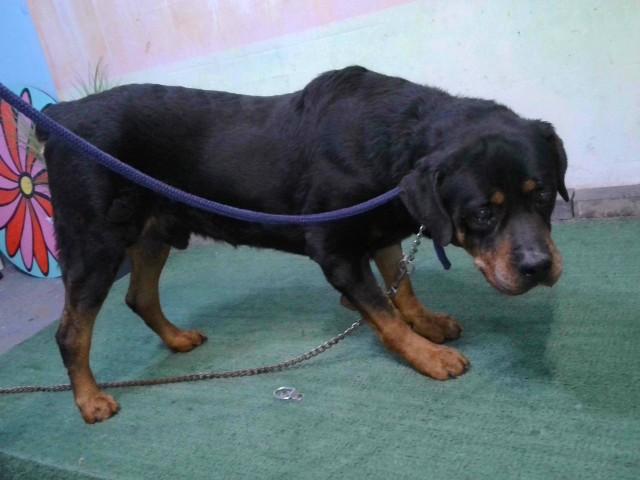 Enlarge DIESEL, a Adoptable Rottweiler in Baldwin Park, CA image 1/1
