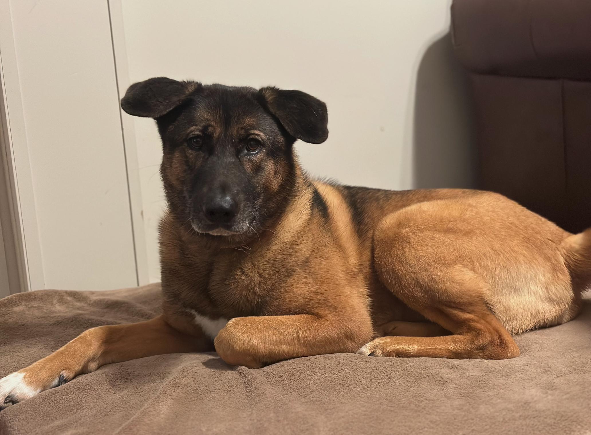 Gracie, an adopted mixed breed in Des Moines, IA image 2/3