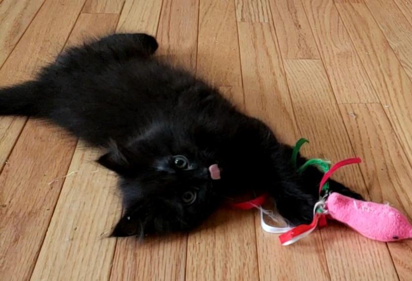 Jean Pierre, Adopted, Kitten Female Domestic Long Hair.