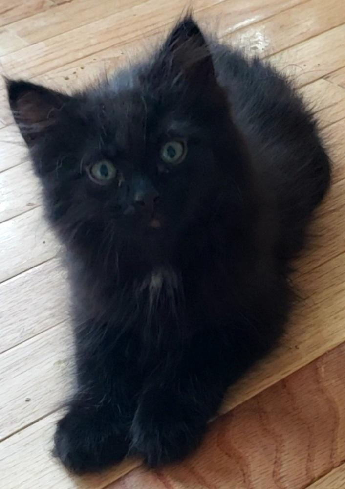 Enlarge Jean Pierre, a Adopted mixed breed in Lafayette, CO image 2/2