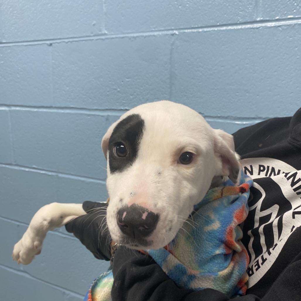 Enlarge Tara, a Adoptable mixed breed in Hattiesburg, MS image 1/2