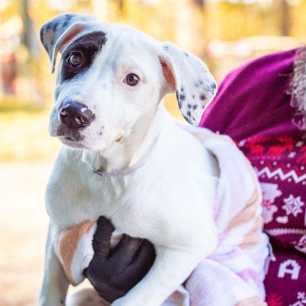 Enlarge Tara, a Adoptable mixed breed in Hattiesburg, MS image 2/2