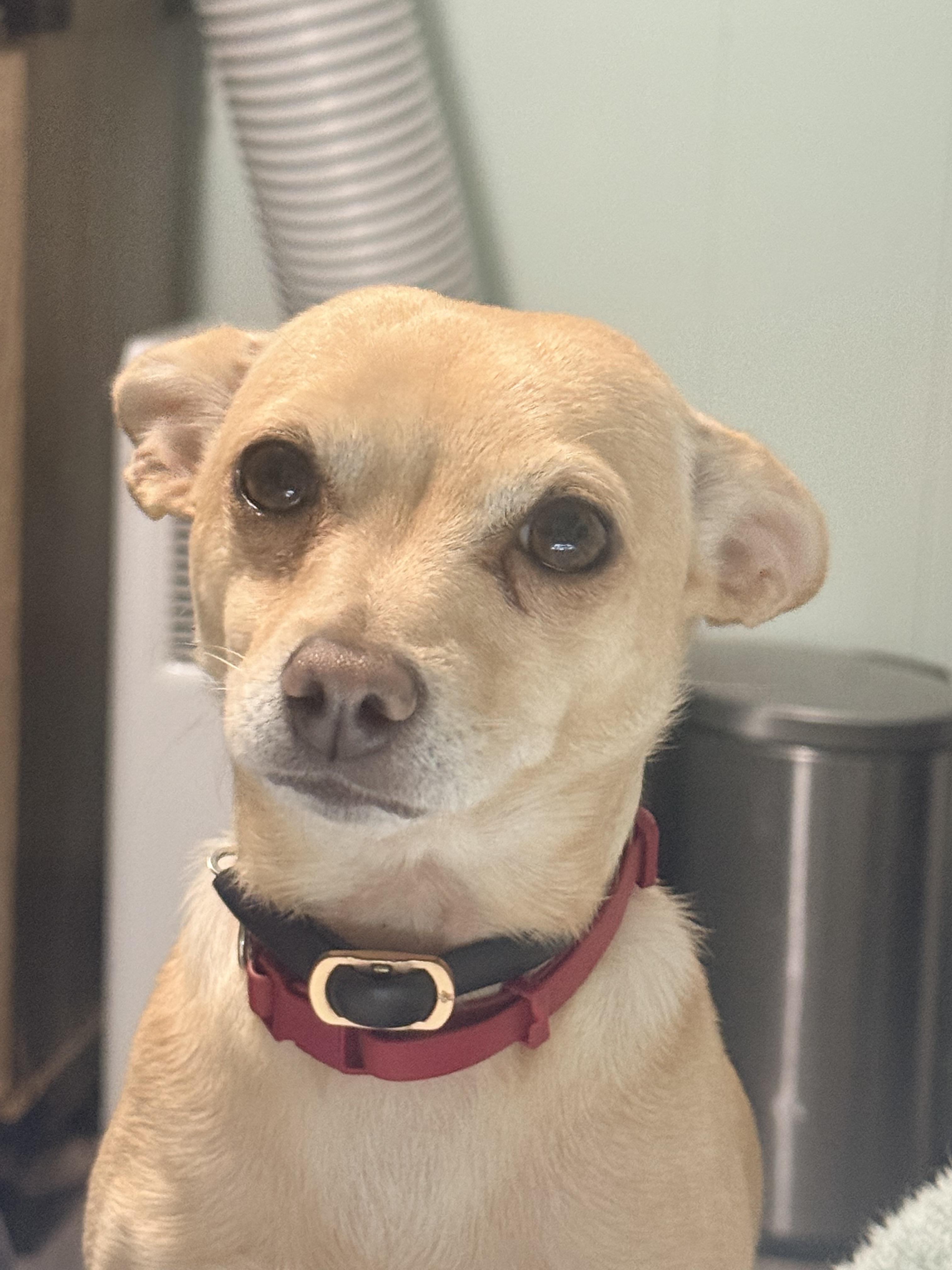 Enlarge Aggie, a Adopted mixed breed in valley springs, CA image 1/3