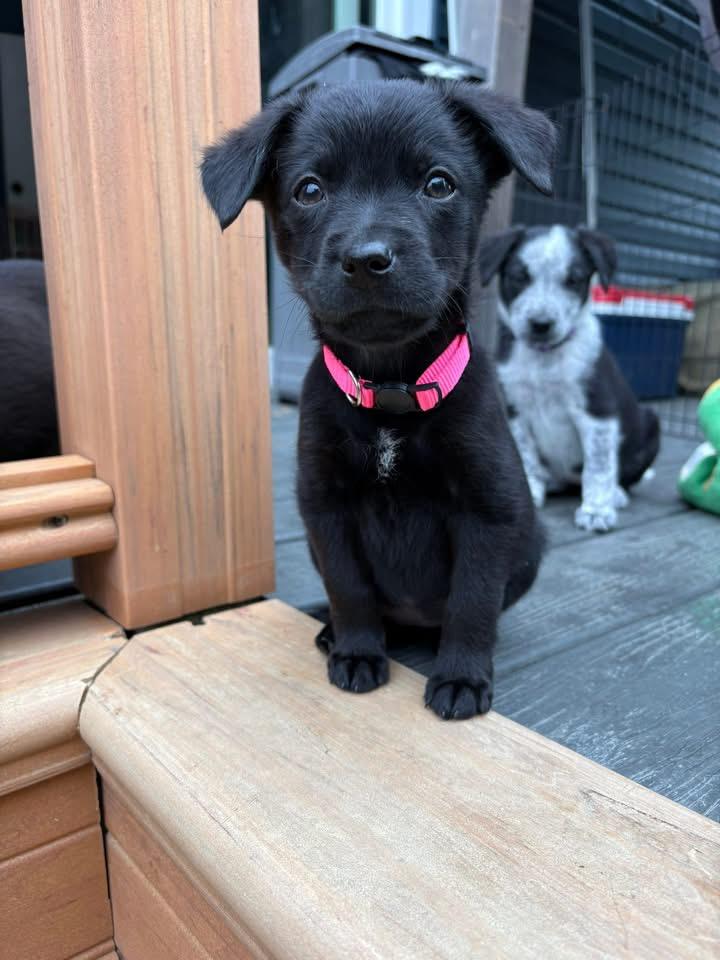 Princess Peanut, Adopted, Puppy Female Australian Shepherd.