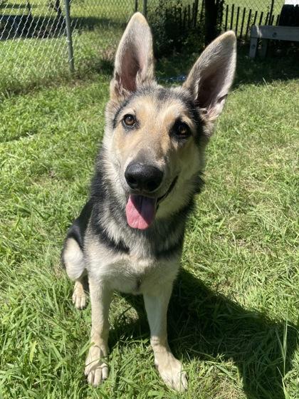 Enlarge Undercover Uma, an adopted mixed breed in Mishawaka, IN image 6/6