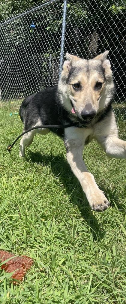 Enlarge Undercover Uma, an adopted mixed breed in Mishawaka, IN image 2/6