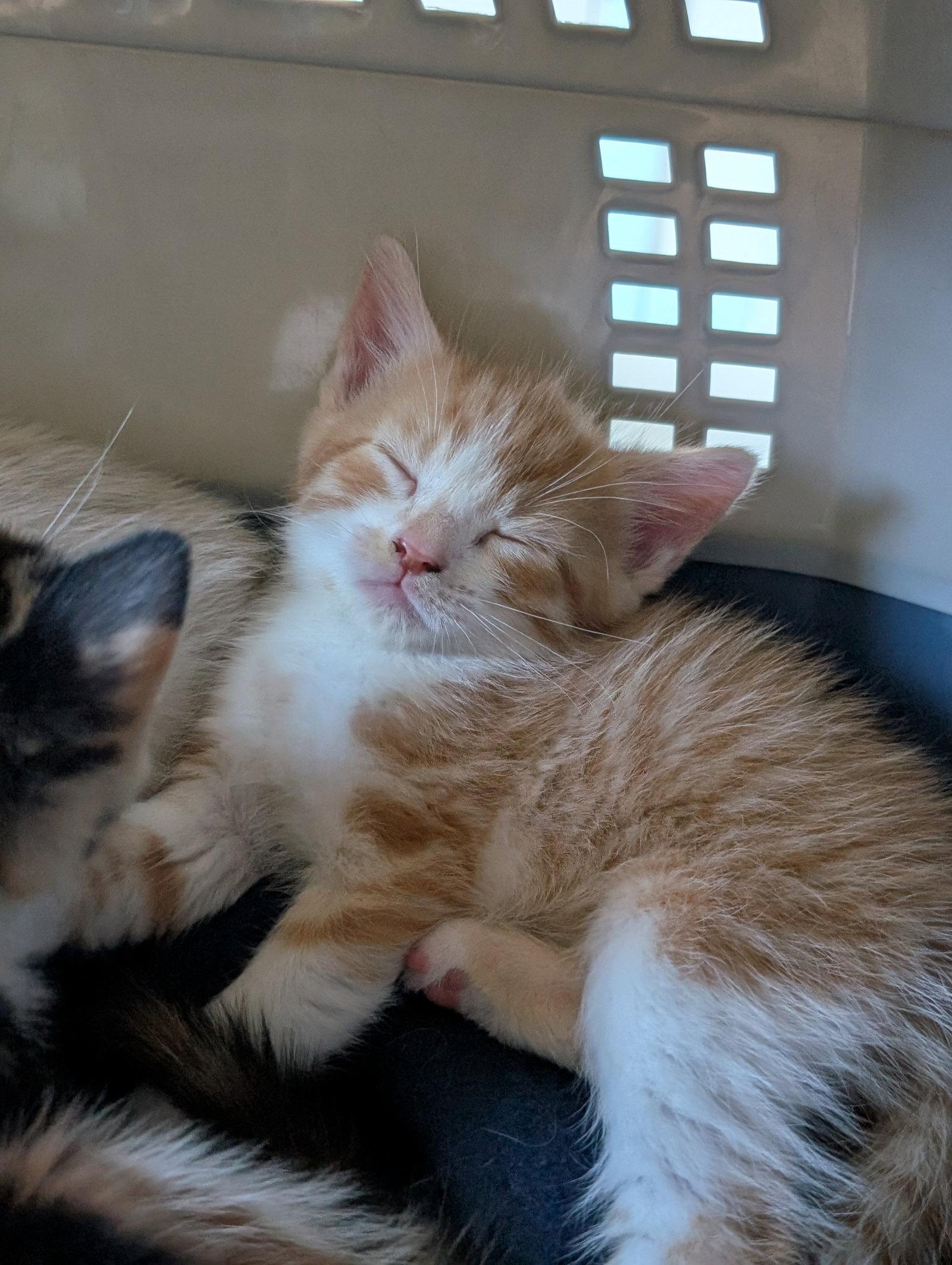 Enlarge *Snickerdoodle, a Adopted Domestic Short Hair in Forest, VA image 1/3