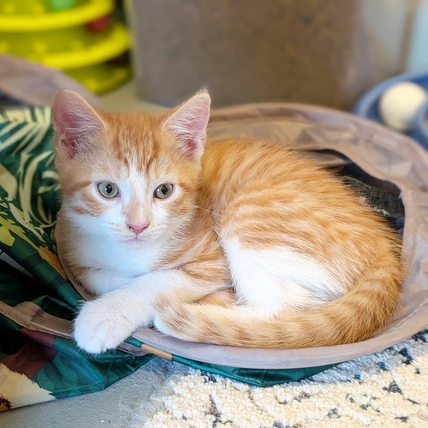 Enlarge *Snickerdoodle, a Adopted Domestic Short Hair in Forest, VA image 2/3