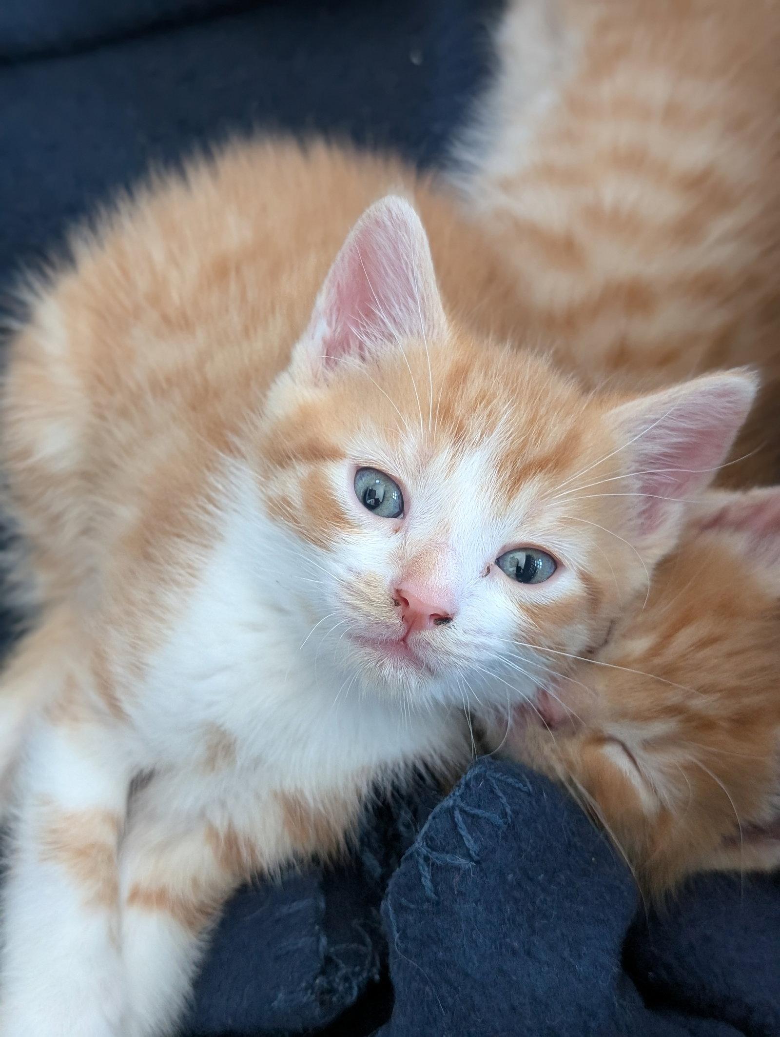 Enlarge *Snickerdoodle, a Adopted Domestic Short Hair in Forest, VA image 3/3